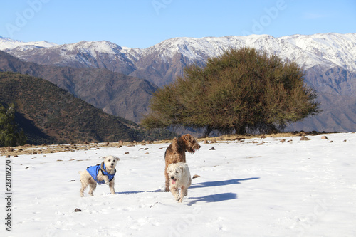 Schnauzer and airedale terrier on the snow