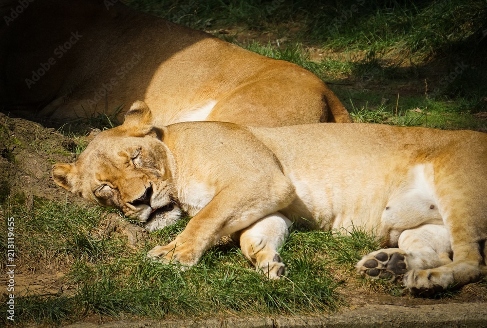 lioness taking a nap