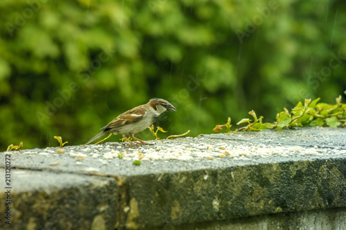 The birds on the feeding time - raining -natural scenery