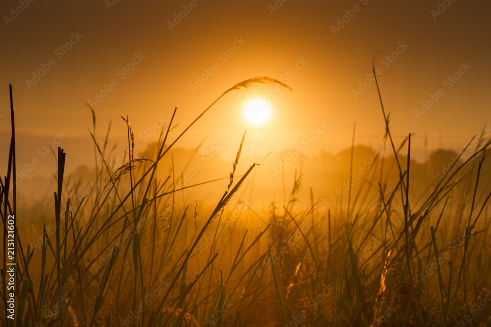 Obraz premium Golden Meadows