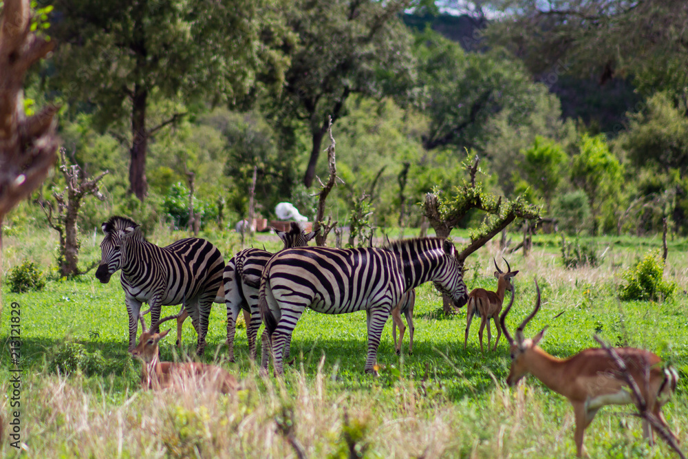 Fototapeta premium Antelope and Zebra