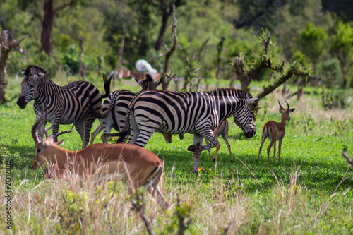 Zebras and Antelope