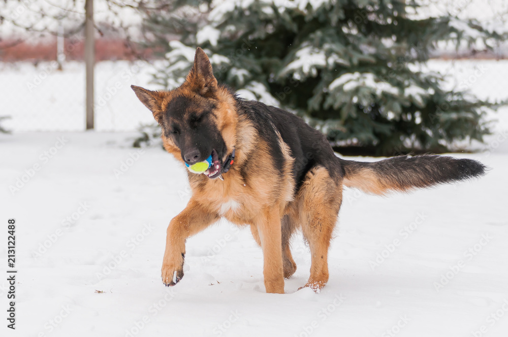 A german shepherd puppy dog playing with a ball at winter