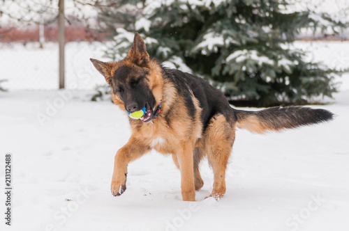 A german shepherd puppy dog playing with a ball at winter © nordantin