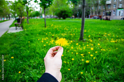 Yellow dandelion flowers at springtime. photo