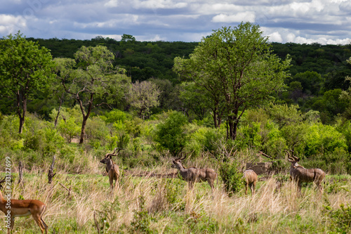 A group of Waterbuck
