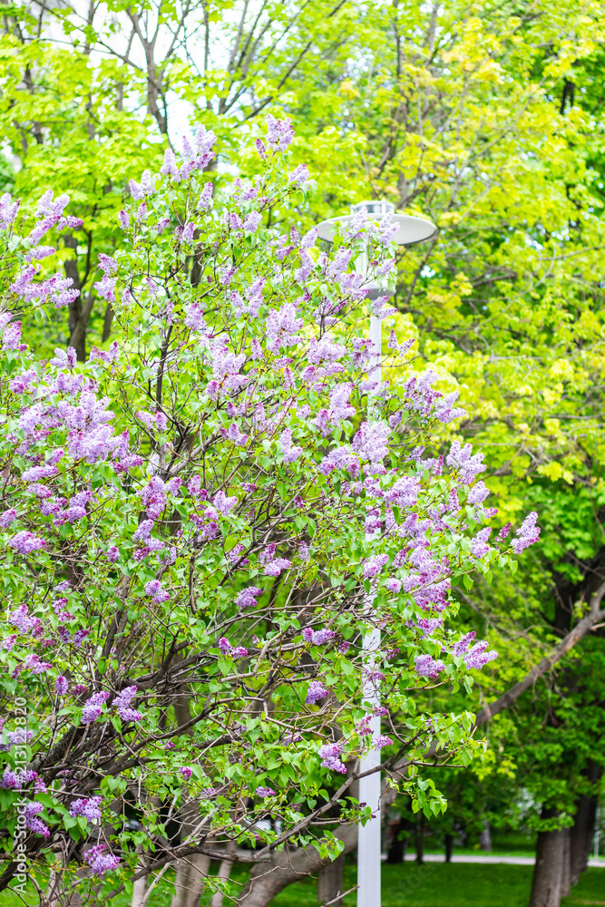 Lilac (Syringa vulgaris) in garden, Moscow region, Russia Lilac (Syringa vulgaris) in garden, Moscow region, Russia