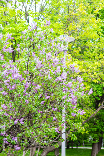 Lilac  Syringa vulgaris  in garden  Moscow region  Russia