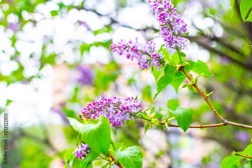 Lilac (Syringa vulgaris) in garden, Moscow region, Russia photo