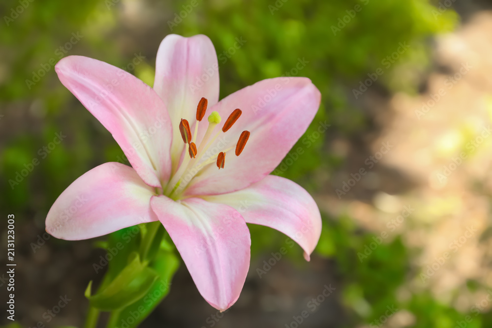Beautiful blooming lily flower in garden, closeup Beautiful blooming lily flower in garden, closeup