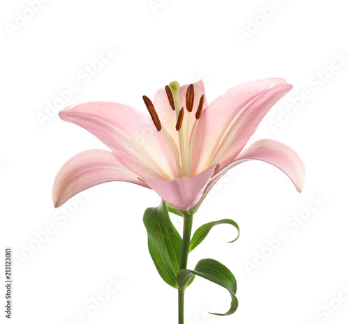 Beautiful blooming lily flower on white background © New Africa