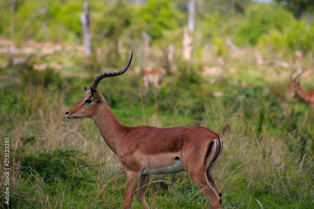 Naklejka premium Zebra