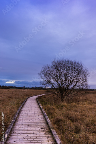 Pollardstown Fen