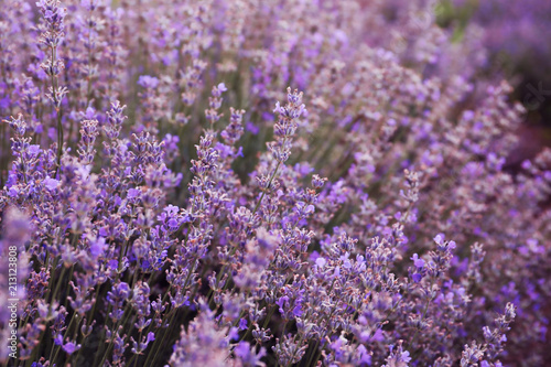 Beautiful blooming lavender in field on summer day