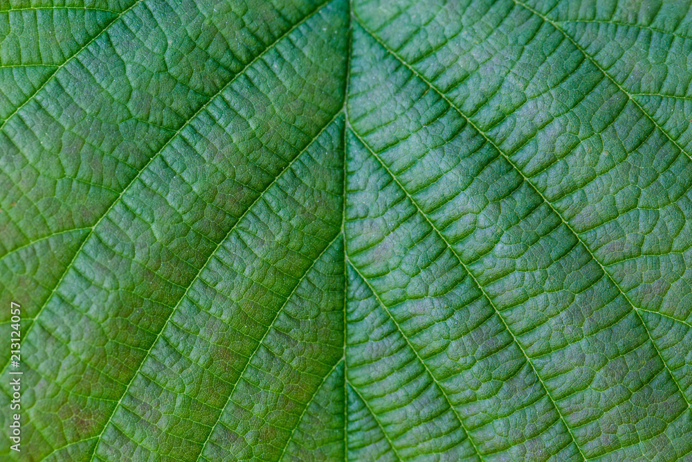 green leaf veins macro green leaf veins macro