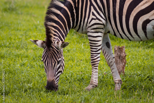 Zebra