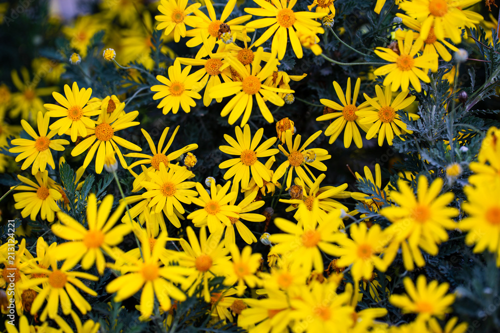 yellow daisies yellow daisies