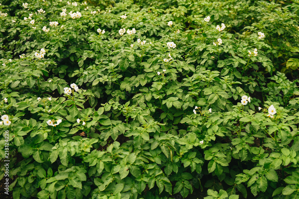 Blossoming of potato fields, potatoes plants with white flowers growing on farmers fiels Blossoming of potato fields, potatoes plants with white flowers growing on farmers fiels