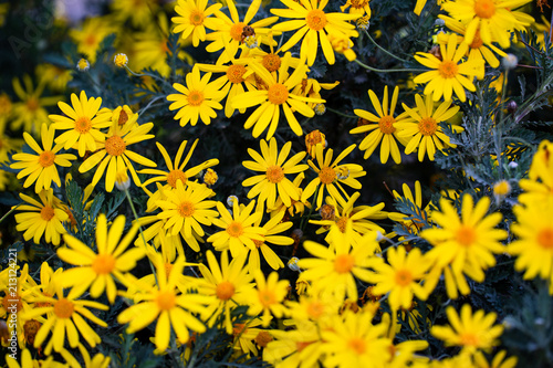 yellow daisies © egemen