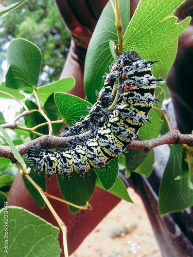 Mopani worms South Africa