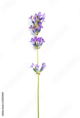 Fototapeta Naklejka Na Ścianę i Meble -  Beautiful blooming lavender flower on white background