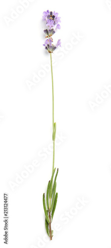 Beautiful blooming lavender flower on white background