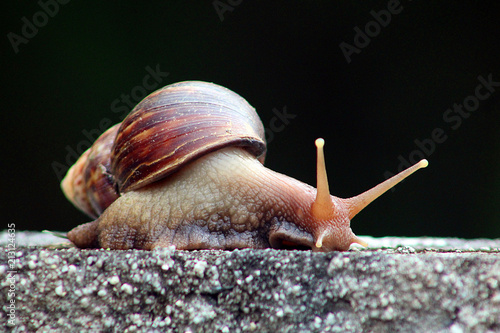 Caracol