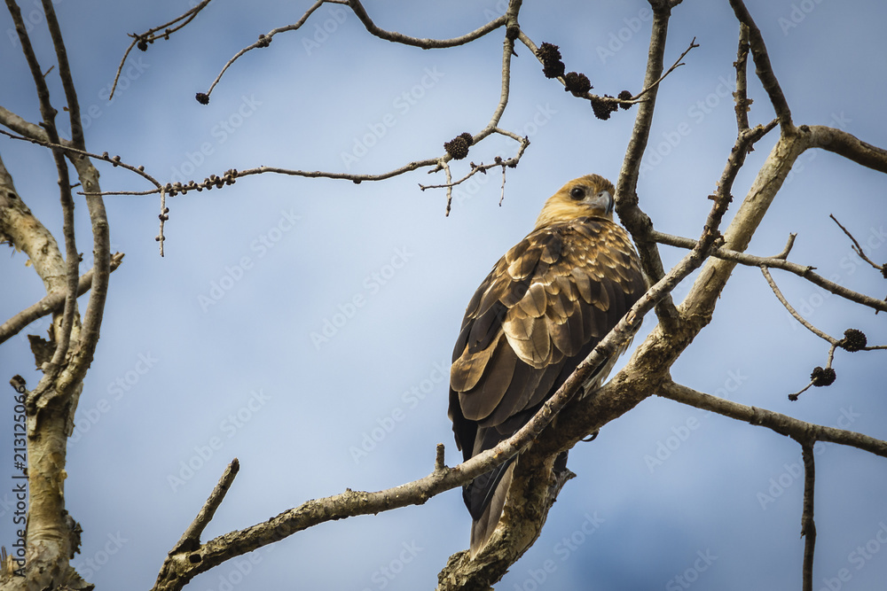 Perched Perched