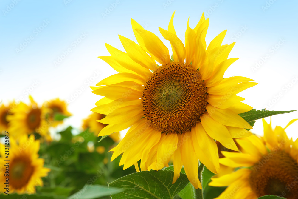 Yellow sunflower in summer field, closeup