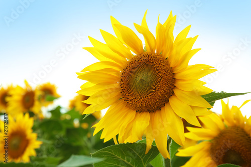 Yellow sunflower in summer field  closeup