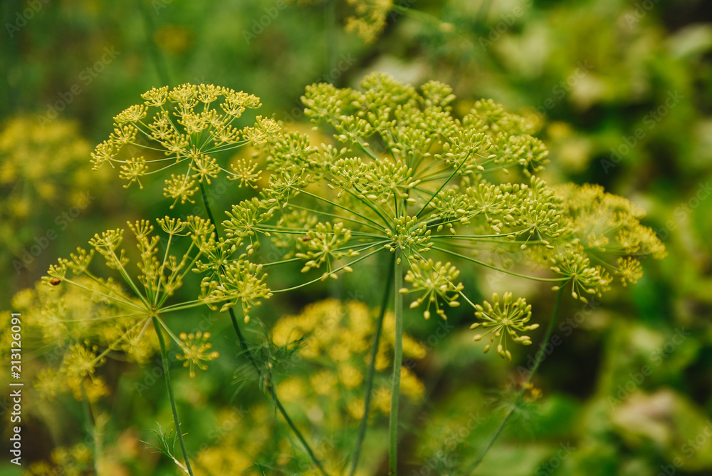 Dill flower. Umbrella flower of a garden herb plant Dill. Dill Seeds.Fragrant dill on the garden in the garden Dill flower. Umbrella flower of a garden herb plant Dill. Dill Seeds.Fragrant dill on the garden in the garden