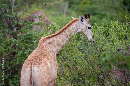 Giraffe Eating leaves