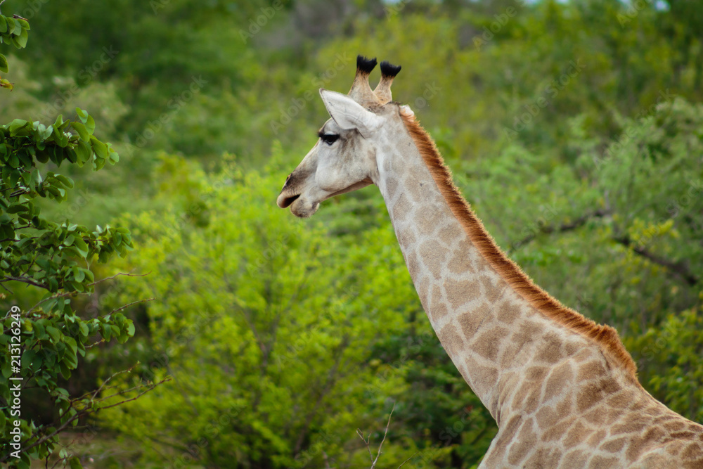 Obraz premium Giraffe eating