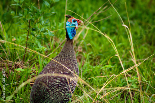 Guineafowl