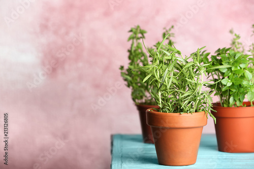 Pots with fresh rosemary on table against color background