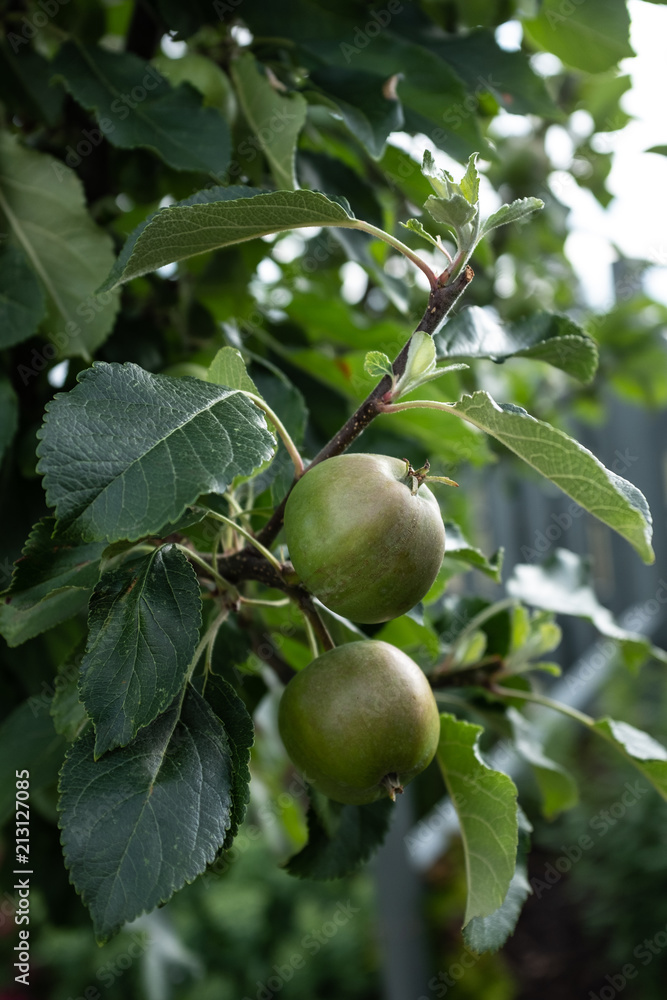 English apples growing on an apple tree