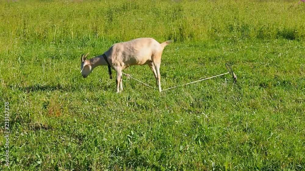 White goat on leash is grazing. Rustic peaceful view of the field and a domestic village animal. White goat on leash is grazing. Rustic peaceful view of the field and a domestic village animal.