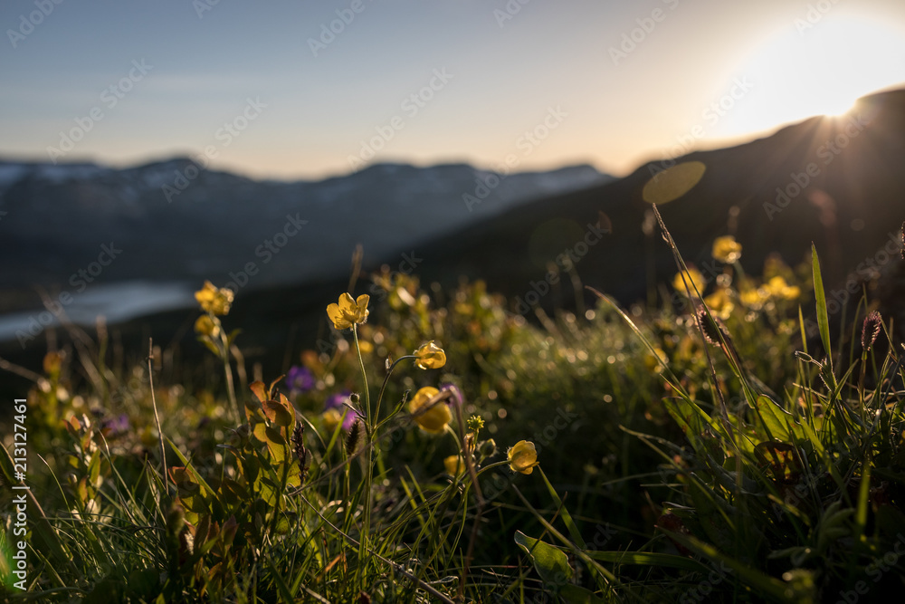Hardangervidda, evening grass, midnight sun