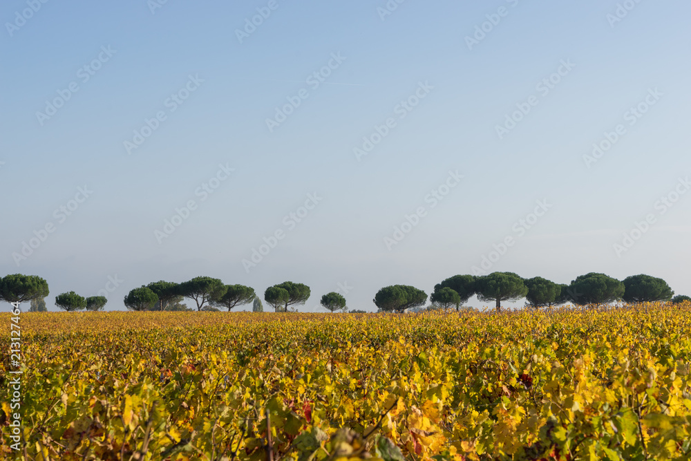 Vineyard in Medoc near Bordeaux