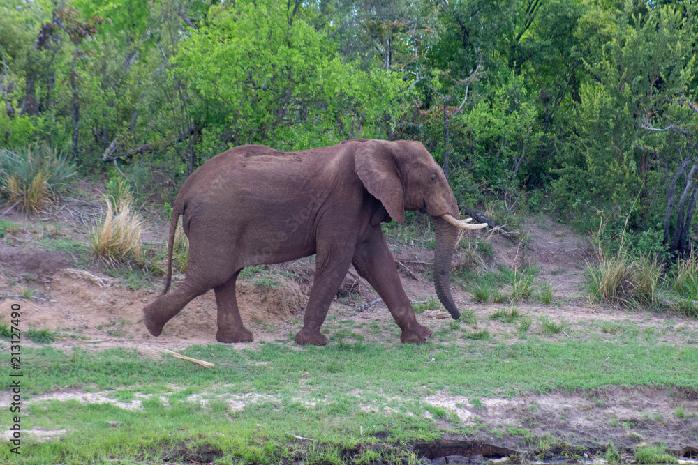 Large Elephant walking