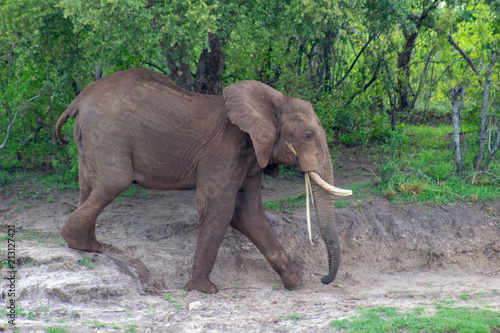 Large Elephant 