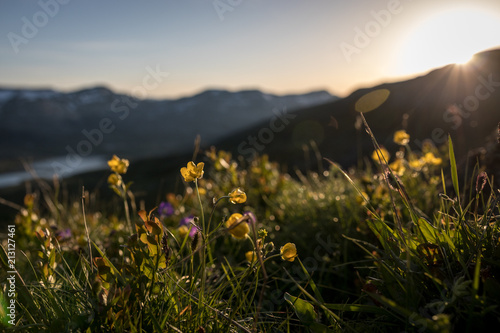 Obraz na płótnie Hardangervidda, evening grass, midnight sun w salonie