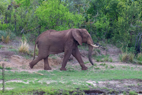 Large Elephant walking