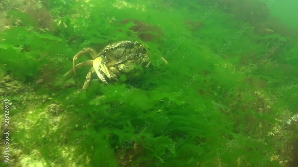 Fauna of the Black Sea. Male and female of Green crab (Carcinus maenas ...