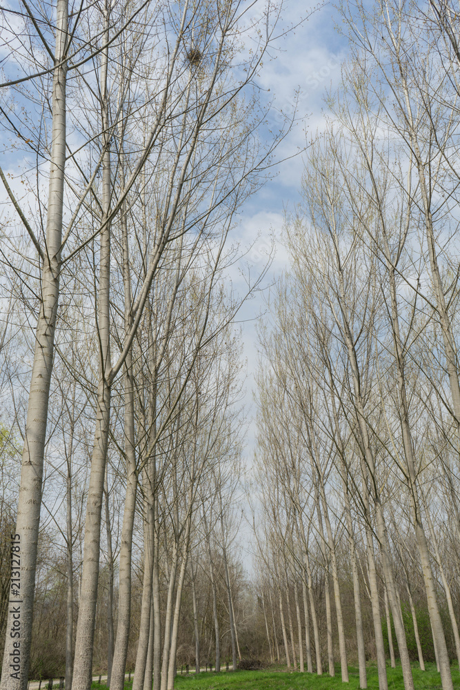 Meadow with poplar trees Meadow with poplar trees