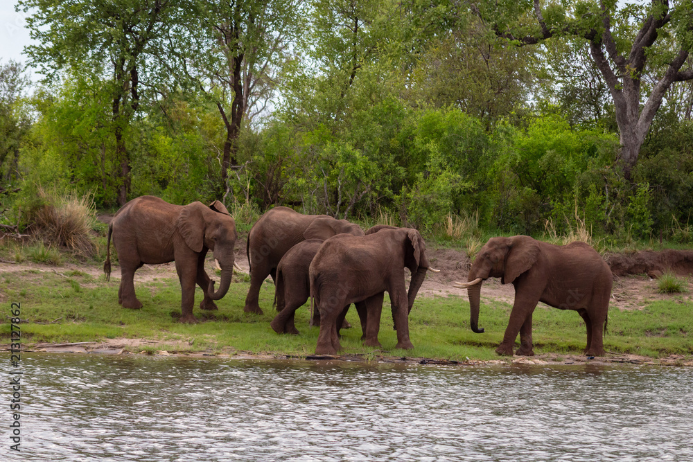 Fototapeta premium Five Elephants by the river 