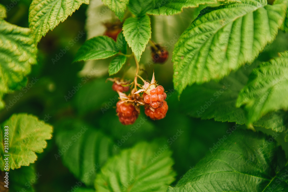 Raspberry. Raspberries. Growing Organic Berries closeup Raspberry. Raspberries. Growing Organic Berries closeup