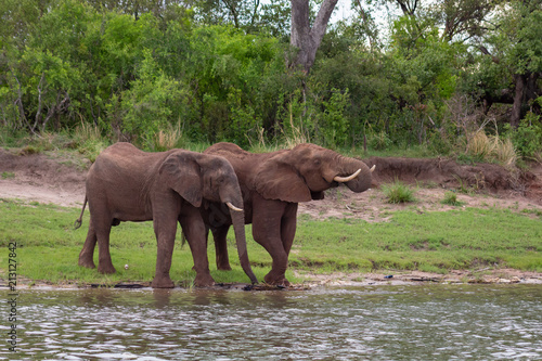 Two Elephant by the river