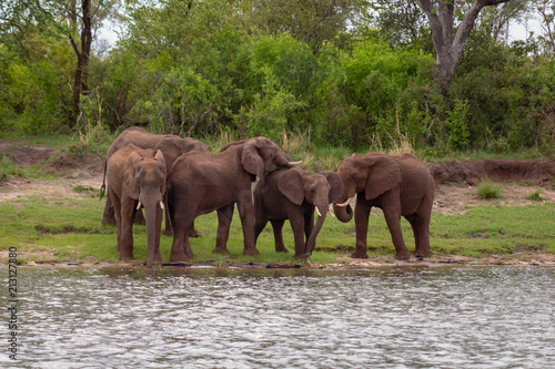 Five Elephants by the river 