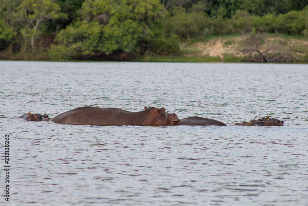 Fototapeta premium Hippo with in water
